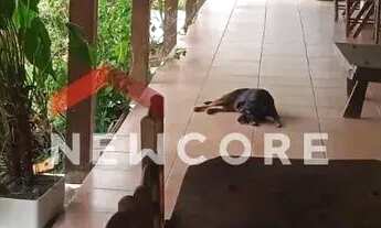 Imagem 6: Chácara em Rodovia Regis Bitencourt Km 311 - Rurais - São Lourenço da Serra/SP