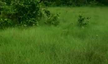 Imagem 4: Chácara 30 minutos de Minaçu na beira da GO-464 pertinho do lago de cana brava