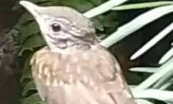 Imagem 4: CASA EM CONDOMÍNIO - JARDIM COLIBRI - SP