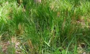 Imagem 3: Terreno Jardim Maracanã Seropédica