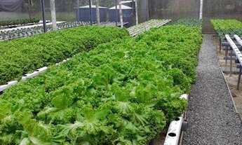 Imagem 4: Sítio 24.200 m² Hidroponia e Cultivo com 2 dormitórios à venda, 24200 m² por R$ 1.500.000