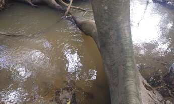 Imagem 3: Chácara com rio em Bela vista são 20 mil metros