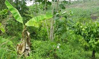 Imagem 7: Fazenda em Wenceslau Guimarães