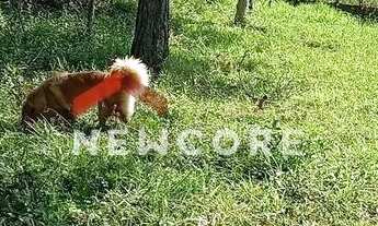 Imagem 7: Lote em Estrada elias ficher - palmeirinha - Juquitiba/SP