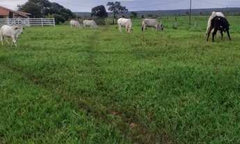 Imagem: Fazenda 203 Hectares/13 Divisões Pastagem/Opção
