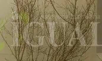 Imagem 6: Loja Residencial para Aluguel em Parque Capuava, Santo André 50 m², 2 Quartos, Área de Se