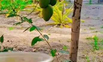 Imagem 2: Mini sítio com 700 mtrs quadrados