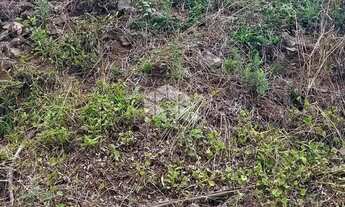 Imagem 5: Terreno em Tuiuty