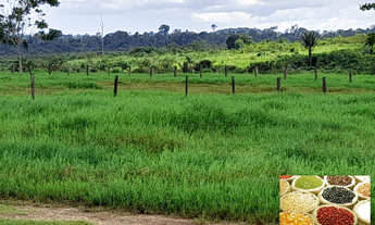 Imagem 6: FAZENDA À VENDA EM ANAPU - PA - DE 400 ALQUEIRÕES (Pecuária