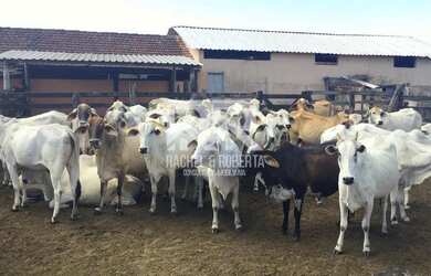 Imagem 2: Fazenda Perobas 52 Alqueires Araruama (RJ