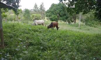 Imagem 3: Sitio em Candeias com 74.000m2