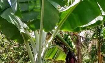 Imagem 6: Vendo Sítio em Alecrim ( Distrito de cachoeira Ba