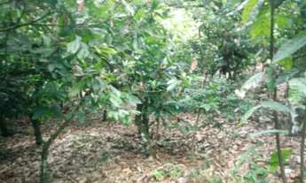 Imagem 7: Fazedinha de cacau