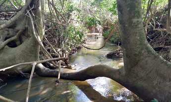 Imagem 6: Chácara entre Bela Vista e Piracanjuba com riacho a 80 km de Goiânia 2 hectares