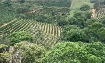 Imagem 6: Fazenda de Café - Arábica - Negócio e Renda