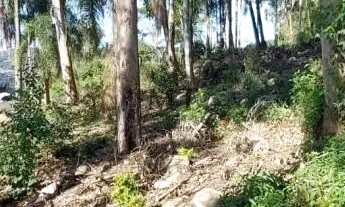 Imagem 5: Área de terra bairro Linha Imperial, Nova Petrópolis. RS REF: 437