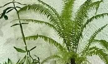 Imagem 3: W Casa com 2 dormitórios