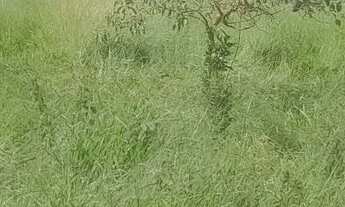 Imagem 7: Terreno com acesso asfaltado