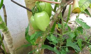 Imagem 4: Linda chácara para descanso