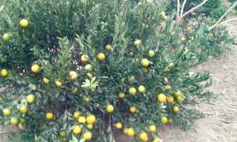 Imagem: Sítio rural top