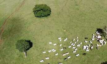 Imagem 4: Fazenda à Venda em Anicuns GO | 34 Alqueires | 28 em Lavoura