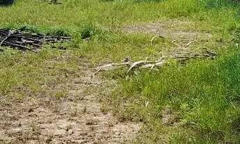 Imagem 5: Terreno exelente contruir