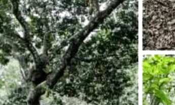 Imagem 2: CASA NO SÍTIO TIRIRI ACAUÃ - PAUDALHO