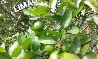 Imagem 3: Chácara Linda com casa e pomar