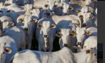 Imagem 6: Fazenda em Rorainópolis 700 Cabeça de Gado ?