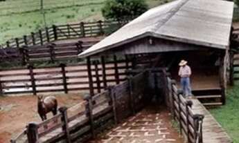 Imagem 5: Fazenda em Rorainópolis 700 Cabeça de Gado ?