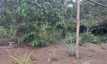 Imagem 6: Sítio no Rio Preto da Eva KM 105 ramal ZF9 Comunidade Cachoeira do rio urubu