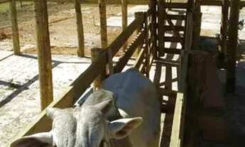 Imagem: Sítio 38.8 hectares Municipio de Corumbá