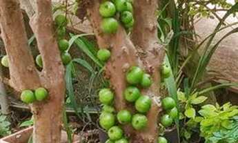 Imagem 6: SOBRADO NOVO 3 DORMES,1 SUITE,1 SALA,1 COZINHA ,PISO PORCELANATO,GARAGEM AMPLA 5 CARROS,CO