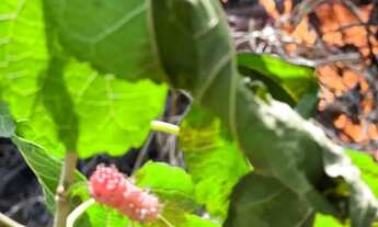 Imagem 7: LINDA CHÁCARA NO CANTA