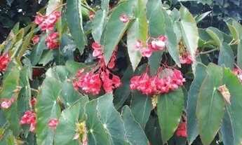 Imagem 3: Chácara com 2 dormitórios à venda, 3800 m² por R$ 280.000,00 - Moinho - Nazaré Paulista/SP