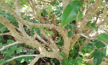 Imagem 3: Chácara Chácara com venda por R$180.000