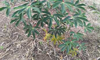 Imagem 6: Terreno em Taquaraçu de Minas