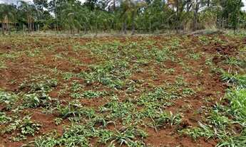 Imagem 4: 7 km de bonfinópolis, terra boa para plantio, já com milho plantado e mandioca