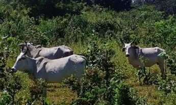 Imagem 3: FAZENDA EM AURORA DO TOCANTINS