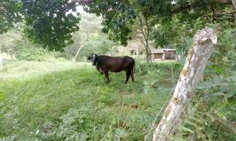 Imagem: Sitio em Candeias com 74.000m2