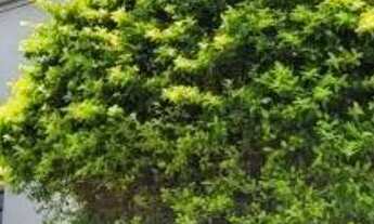 Imagem 2: SOBRADO - LAPA - SP