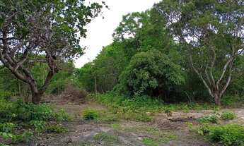 Imagem 4: Terreno 60x100m Árvores Verdes