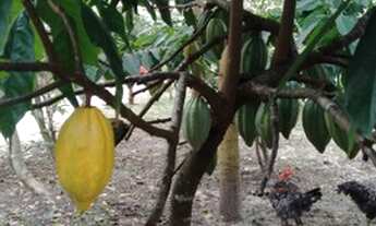 Imagem 7: Vendo Sítio situado a 2 km do centro de Dias Dávila