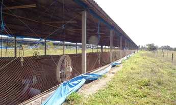 Imagem 3: Sítio 10,0 hectares, 100% plano, casa, barracões, 32 km Uberlândia MG