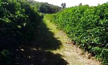 Imagem 3: Sitio com 1.8 Alqueires em Monte Santo - Mau