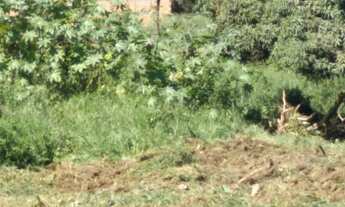 Imagem 3: Chácara com 2.300 metros em Capitólio - Divino