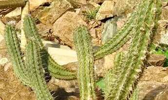 Imagem 5: Oportunidade Casa em Canide de São Francisco