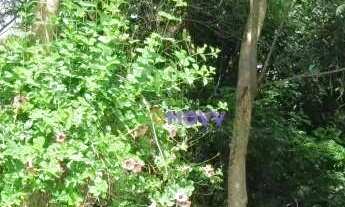 Imagem 2: Terreno à venda, 485 m² por R$ 480.000,00 - Maria Paula - Niterói/RJ