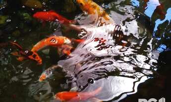 Imagem 5: Casa na Vila Assunção