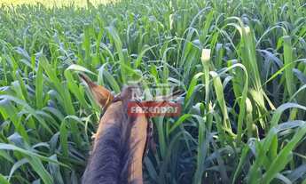 Imagem 2: Fazenda 76 alqueires (370 hectares) São Francisco - MG